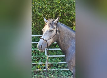 Connemara Blandning, Wallach, 4 Jahre, 160 cm, Apfelschimmel