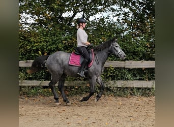 Connemara Blandning, Wallach, 4 Jahre, 160 cm, Apfelschimmel