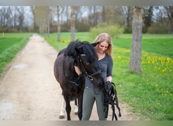 Connemara Blandning, Valack, 5 år, 136 cm, Pinto