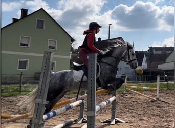 Connemara, Valack, 5 år, 147 cm, Gråskimmel