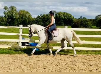 Connemara, Valack, 5 år, 148 cm, Grå