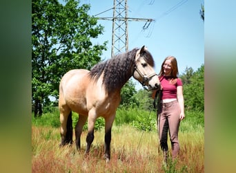 Connemara, Wallach, 10 Jahre, 143 cm, Falbe