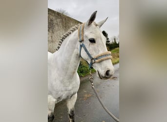 Connemara, Wallach, 10 Jahre, 145 cm