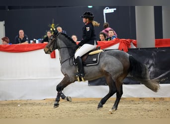 Connemara, Wallach, 10 Jahre, 146 cm, Roan-Bay