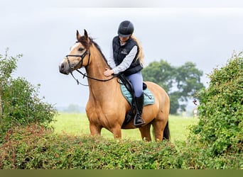 Connemara, Wallach, 10 Jahre, 148 cm, Falbe