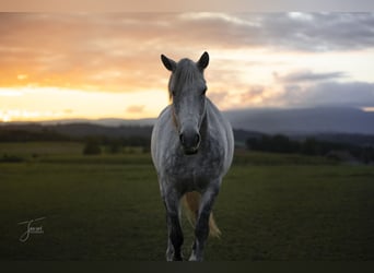 Connemara, Wallach, 10 Jahre, 148 cm, Fliegenschimmel