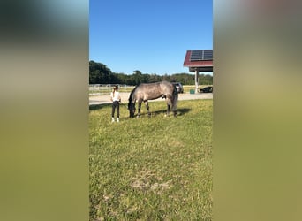 Connemara, Wallach, 10 Jahre, 148 cm, Roan-Bay