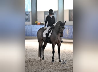 Connemara, Wallach, 10 Jahre, 148 cm, Roan-Bay