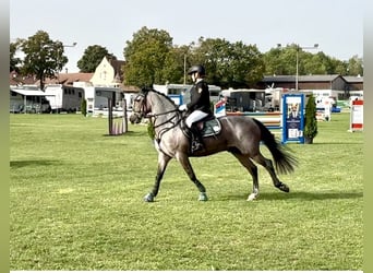 Connemara, Wallach, 10 Jahre, 148 cm, Roan-Bay