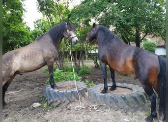 Connemara, Wallach, 10 Jahre, 152 cm, Grullo