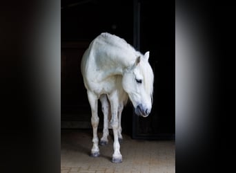 Connemara, Wallach, 10 Jahre, 153 cm, Schimmel