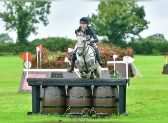 Connemara Mix, Wallach, 10 Jahre
