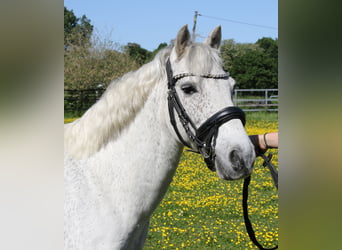 Connemara, Wallach, 11 Jahre, 134 cm, Schimmel