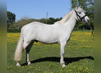 Connemara, Wallach, 11 Jahre, 134 cm, Schimmel