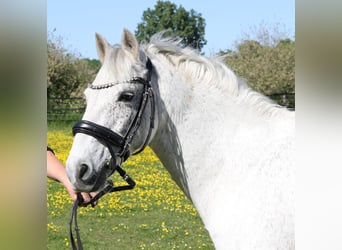 Connemara, Wallach, 11 Jahre, 134 cm, Schimmel