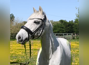 Connemara, Wallach, 11 Jahre, 134 cm, Schimmel