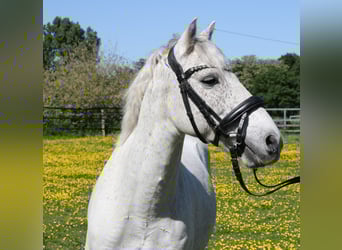 Connemara, Wallach, 11 Jahre, 134 cm, Schimmel