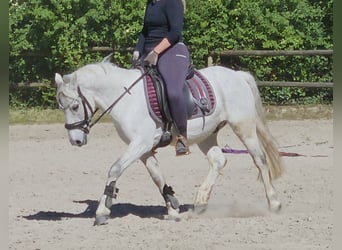 Connemara, Wallach, 11 Jahre, 134 cm, Schimmel