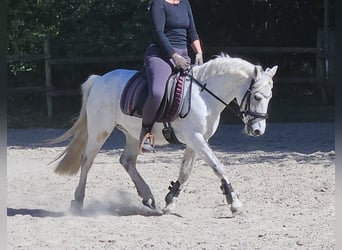 Connemara, Wallach, 11 Jahre, 134 cm, Schimmel