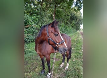 Connemara, Wallach, 11 Jahre, 146 cm, Brauner