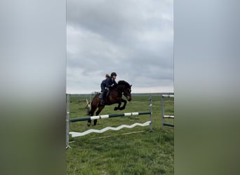 Connemara, Wallach, 11 Jahre, 147 cm