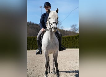 Connemara, Wallach, 11 Jahre, 148 cm, Schimmel