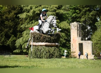 Connemara, Wallach, 11 Jahre, 148 cm, Schimmel