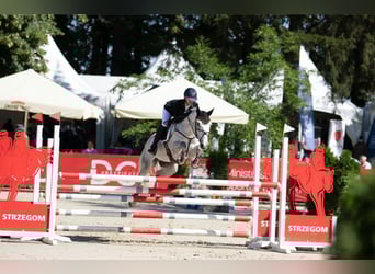 Connemara, Wallach, 11 Jahre, 148 cm, Schimmel