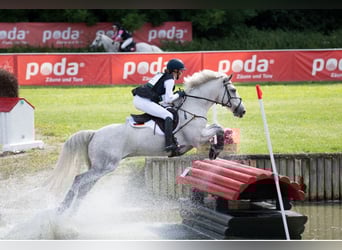 Connemara, Wallach, 11 Jahre, 148 cm, Schimmel