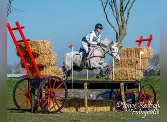 Connemara, Wallach, 11 Jahre, 148 cm, Schimmel