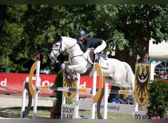 Connemara, Wallach, 11 Jahre, 148 cm, Schimmel