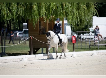 Connemara, Wallach, 11 Jahre, 148 cm, Schimmel