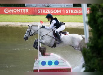 Connemara, Wallach, 11 Jahre, 148 cm, Schimmel