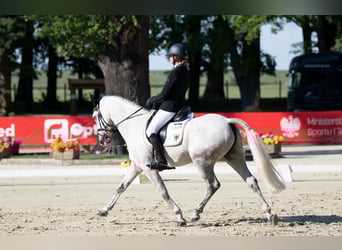 Connemara, Wallach, 11 Jahre, 148 cm, Schimmel