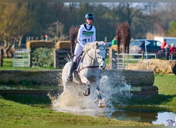 Connemara, Wallach, 11 Jahre, 148 cm, Schimmel