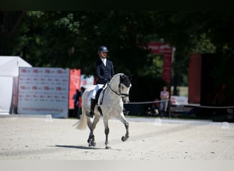 Connemara, Wallach, 11 Jahre, 148 cm, Schimmel