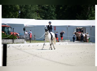 Connemara, Wallach, 11 Jahre, 148 cm, Schimmel