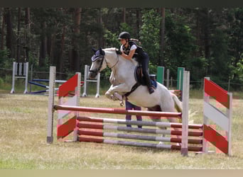Connemara, Wallach, 11 Jahre, 154 cm, Apfelschimmel