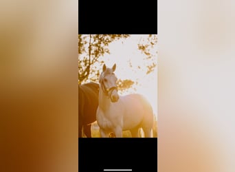 Connemara, Wallach, 12 Jahre, 146 cm, Schimmel