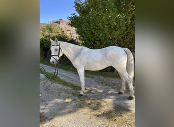 Connemara, Wallach, 12 Jahre, 148 cm, Fliegenschimmel