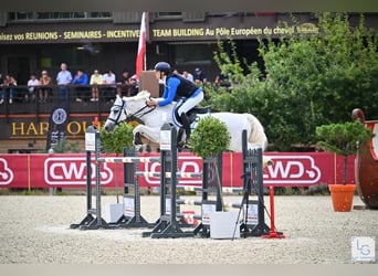 Connemara, Wallach, 12 Jahre, 148 cm, Schimmel
