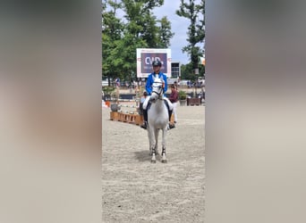 Connemara, Wallach, 12 Jahre, 148 cm, Schimmel