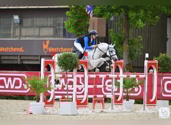 Connemara, Wallach, 12 Jahre, 148 cm, Schimmel