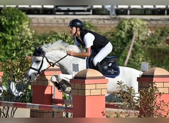 Connemara, Wallach, 12 Jahre, 148 cm, Schimmel