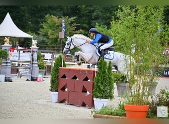 Connemara, Wallach, 12 Jahre, 148 cm, Schimmel