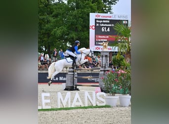 Connemara, Wallach, 12 Jahre, 148 cm, Schimmel