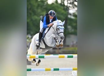 Connemara, Wallach, 12 Jahre, 148 cm, Schimmel