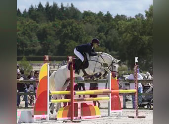 Connemara, Wallach, 12 Jahre, 148 cm, Schimmel