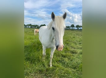 Connemara, Wallach, 12 Jahre, 150 cm, Schimmel