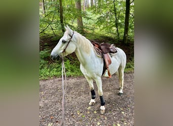 Connemara, Wallach, 12 Jahre, 150 cm, Schimmel